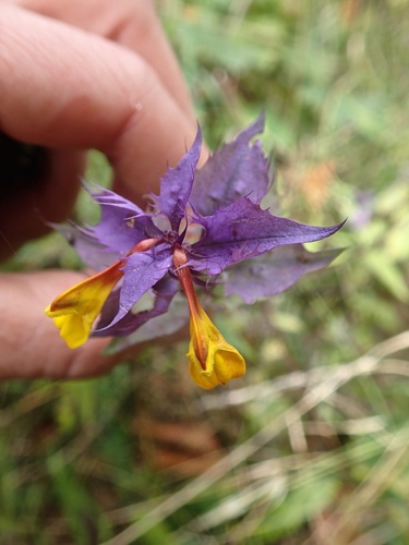čermeľ hájny (Melampyrum nemorosum)