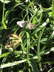 Lepidoptera