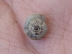 Backeljaia gigaxii