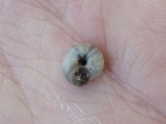 Backeljaia gigaxii