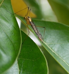Nephrotoma australasiae