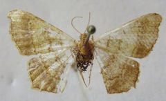 Macaria carpo