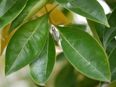 Nephrotoma australasiae