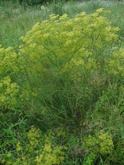 Ferula orientalis