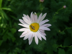 Tanacetum coccineum