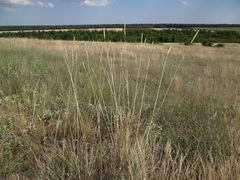 Psathyrostachys juncea