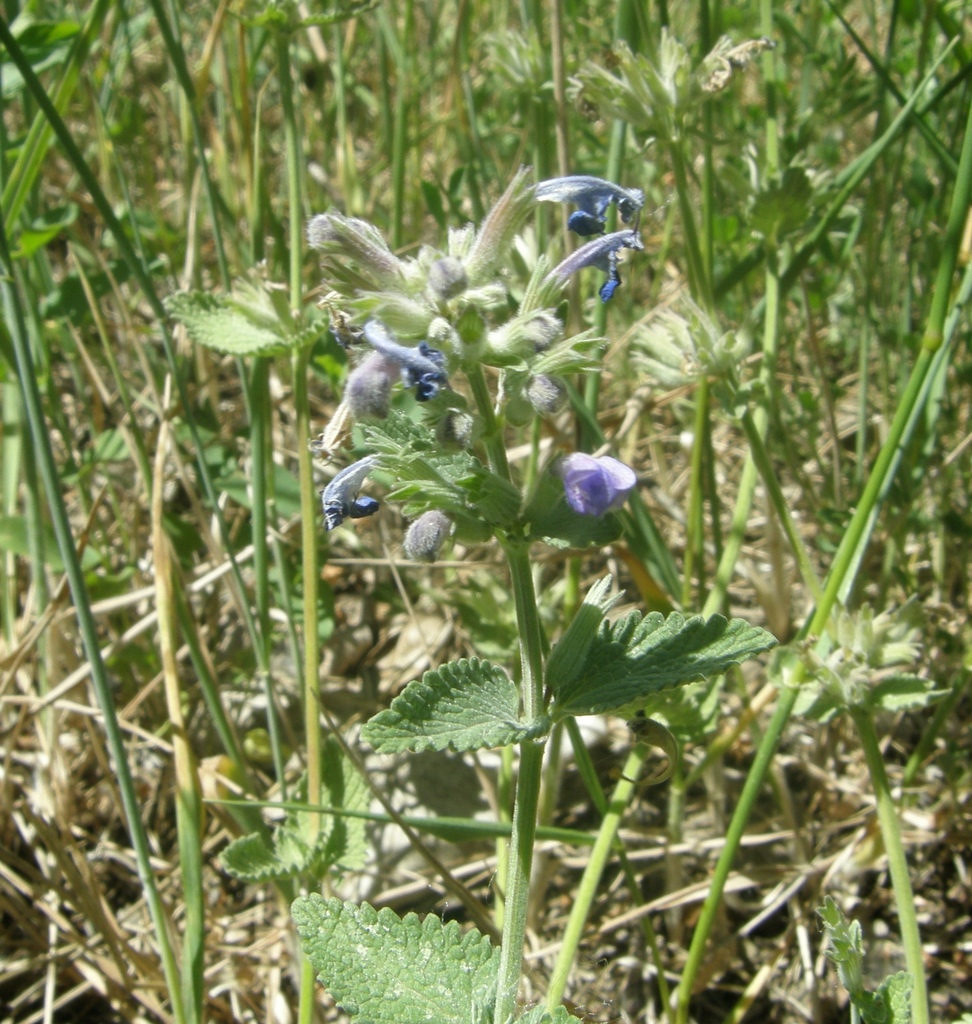 Nepeta racemosa, Печерский район, Киев, Украина, 02000