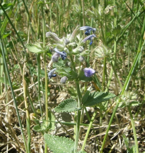 Nepeta racemosa
