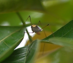 Nephrotoma australasiae