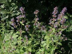 Nepeta grandiflora