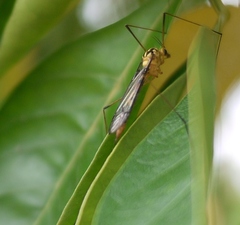 Nephrotoma australasiae