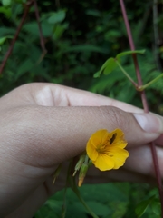 Oxalis lotoides
