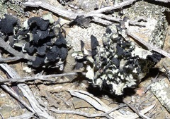 Xanthoparmelia hottentotta