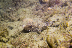 Sphoeroides spengleri