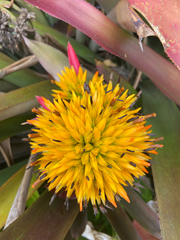 Bromeliaceae
