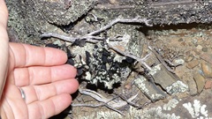 Xanthoparmelia hottentotta