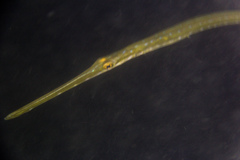 Fistularia tabacaria