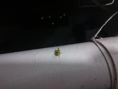 Diabrotica arcuata
