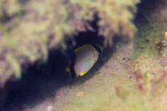 Chaetodon ocellatus