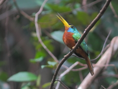 Galbula cyanicollis