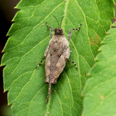 Systolederus ridleyi