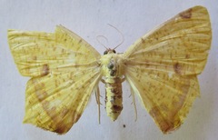 Nepheloleuca complicata