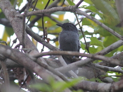 Thamnophilus amazonicus