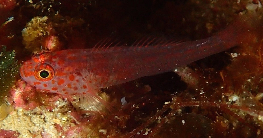 Fang's Dwarfgoby
