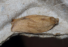 Argyrotaenia franciscana