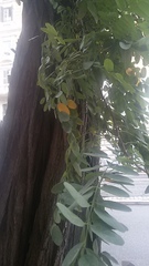 Robinia pseudoacacia