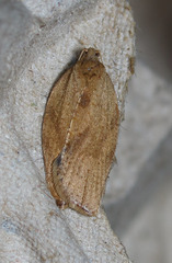 Argyrotaenia franciscana