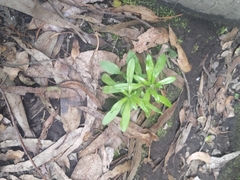 Eryngium foetidum