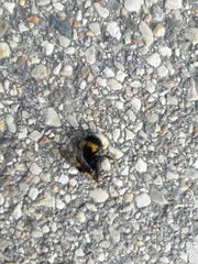 Bombus terrestris