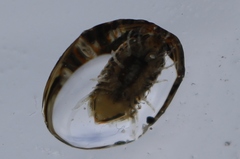 Isocladus armatus