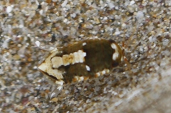 Isocladus armatus