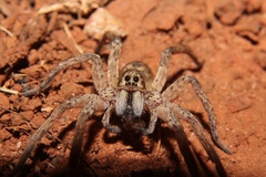 Pavocosa