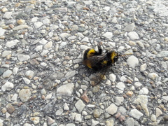 Bombus terrestris