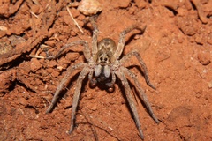 Pavocosa