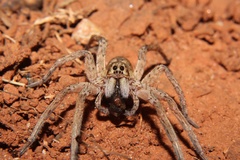 Pavocosa