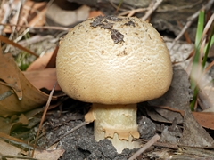 Amanita ochrophylloides