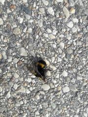 Bombus terrestris