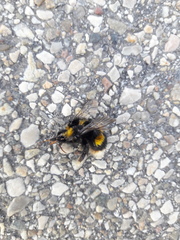 Bombus terrestris