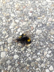 Bombus terrestris