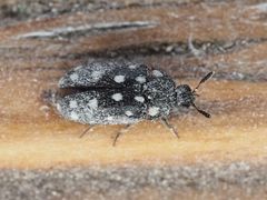 Paranovelsis punctatus