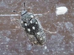 Paranovelsis punctatus