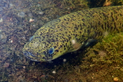 Australian Longfinned Eel photo 4