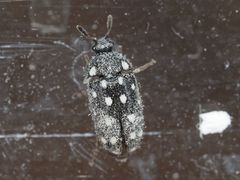 Paranovelsis punctatus