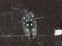 Paranovelsis punctatus