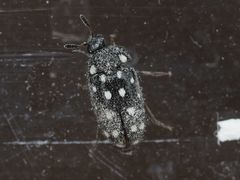 Paranovelsis punctatus