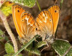 Coenonympha corinna